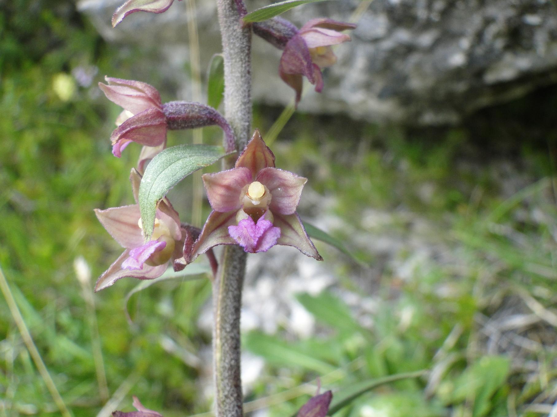 Epipactis, ma quale?